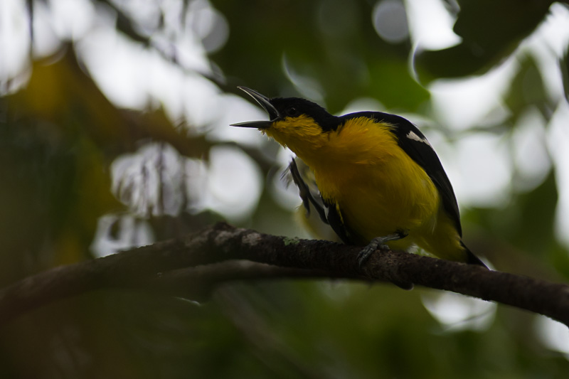 Gewone iora (Aegithina tiphia)